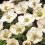 (10) Anemone Blanda De Caen- The Bride 1