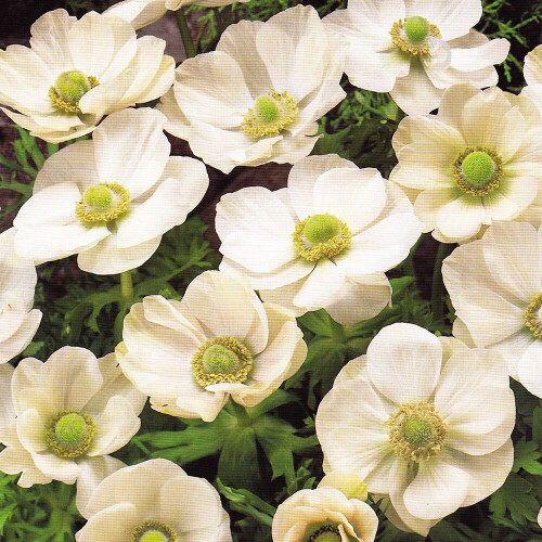 (10) Anemone Blanda De Caen- The Bride