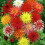 (3) MIXED DAHLIAS 2