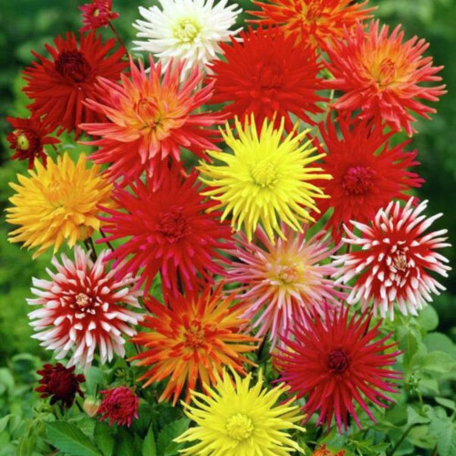 (3) MIXED DAHLIAS 1