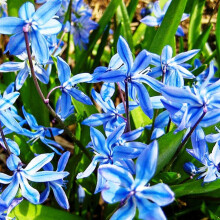 (6) Ready Potted 9cm Pot SCILLA SIBERICA GENTIAN-BLUE SIBERIAN WOOD SQUILL