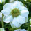 (10) Anemone Blanda De Caen- The Bride 2