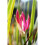 (5) NERINE BOWDENII 3