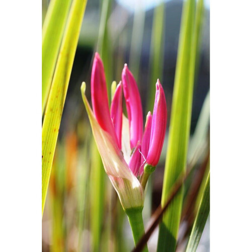 (5) NERINE BOWDENII 2