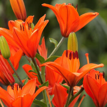 (6) ORANGE Oriental Lily