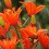 (6) ORANGE Oriental Lily 1