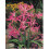 (6) NERINE BOWDENII 1
