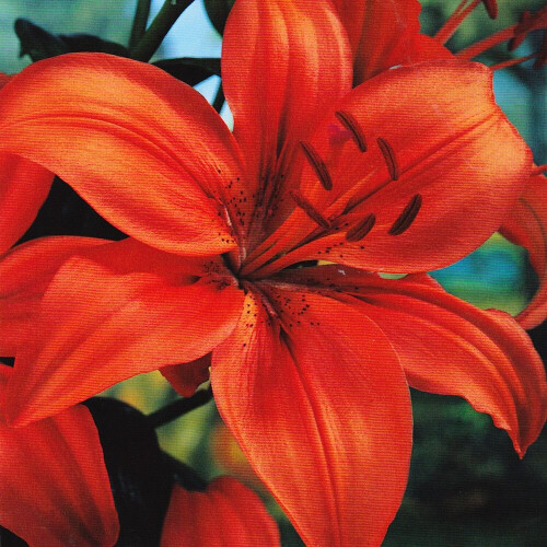 (6) ORANGE Oriental Lily 1