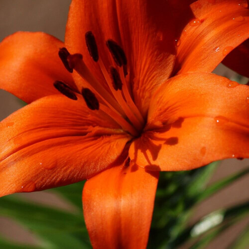 (6) ORANGE Oriental Lily 2