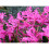(6) NERINE BOWDENII 2