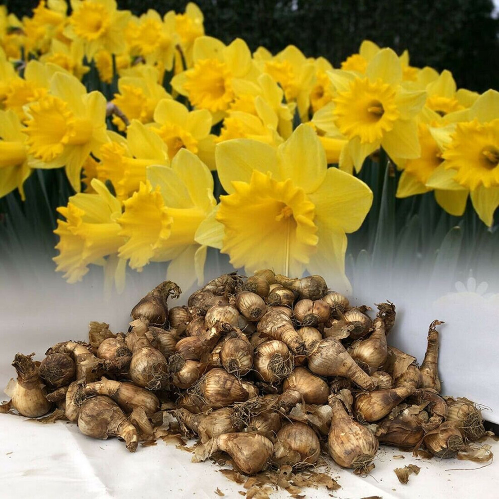 (1KG) KING ALFRED TRUMPET DAFFODIL BULBS VIVID YELLOW GARDEN SPRING PERENNIAL