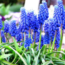 (6) Ready Potted 9cm Pot Muscari Armeniacum Grape Hyacinths