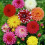 (10) MIXED DAHLIAS 1