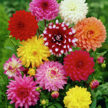 (3) MIXED DAHLIAS