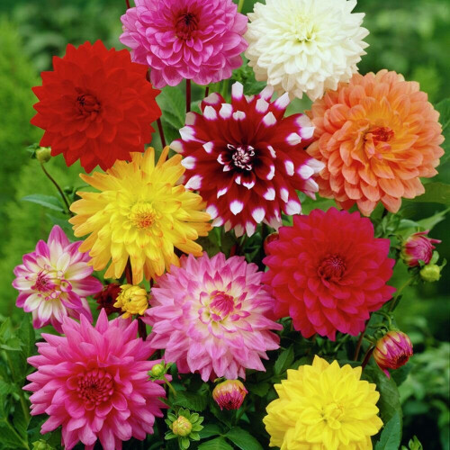 (3) MIXED DAHLIAS