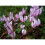 (3) CYCLAMEN HEDERIFOLIUM 2