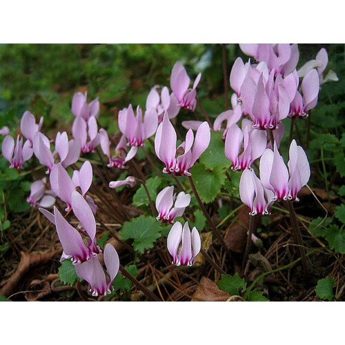 (3) CYCLAMEN HEDERIFOLIUM 1