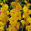 (100) CHARISMA (YELLOW)  GLADIOLI LARGE FLOWERED 2