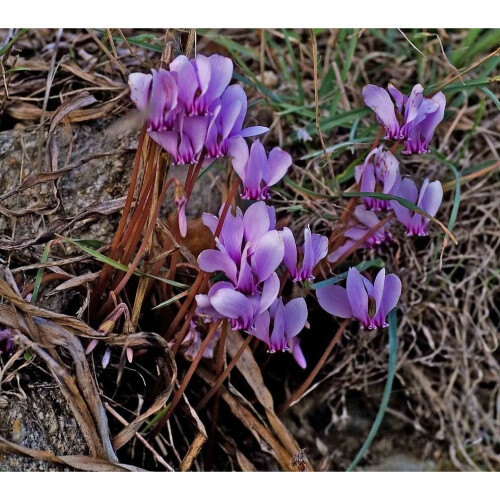(3) CYCLAMEN HEDERIFOLIUM 2