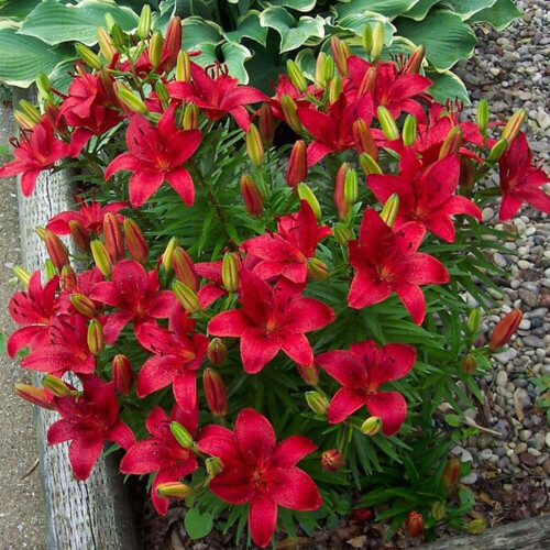 (3) APRILIA Oriental Lily 2
