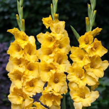 (50) CHARISMA (YELLOW)  GLADIOLI LARGE FLOWERED