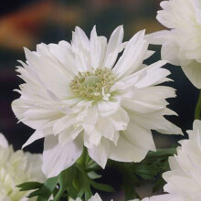 (10) Anemone Saint Brigid-Mount Everest