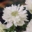 (10) Anemone Saint Brigid-Mount Everest 1