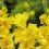 (100) CHARISMA (YELLOW)  GLADIOLI LARGE FLOWERED 3