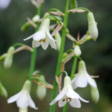 (3) GALTONIA CANDICANS SUMMER HYACINTH