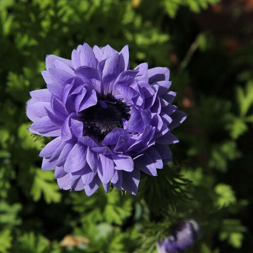 (10) Anemone St Brigid-Lord Lieutenant