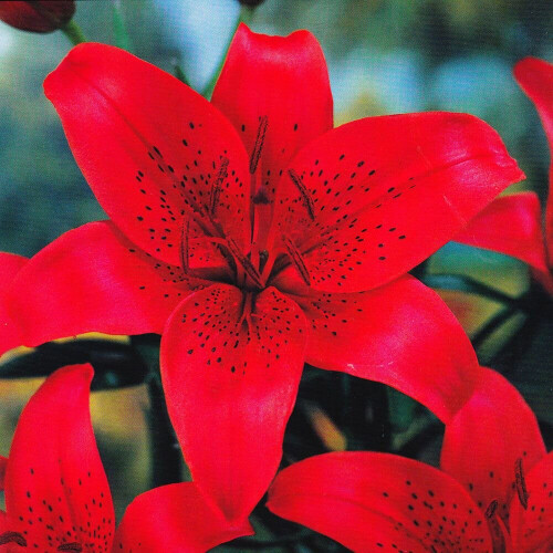 (12) APRILIA Oriental Lily 1