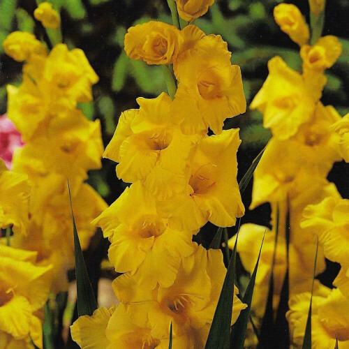 (50) CHARISMA (YELLOW)  GLADIOLI LARGE FLOWERED 1