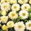 (10) Anemone Saint Brigid-Mount Everest 2