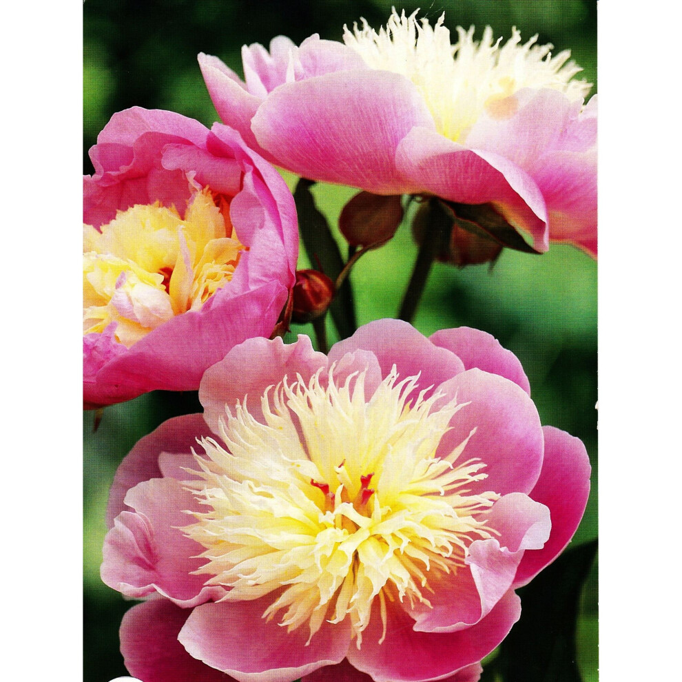(1) PAEONIA BOWL OF BEAUTY