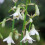 (12) GALTONIA CANDICANS SUMMER HYACINTH 1