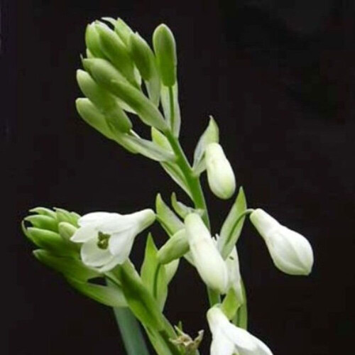 (3) GALTONIA CANDICANS SUMMER HYACINTH 1