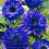 (10) Anemone St Brigid-Lord Lieutenant 2