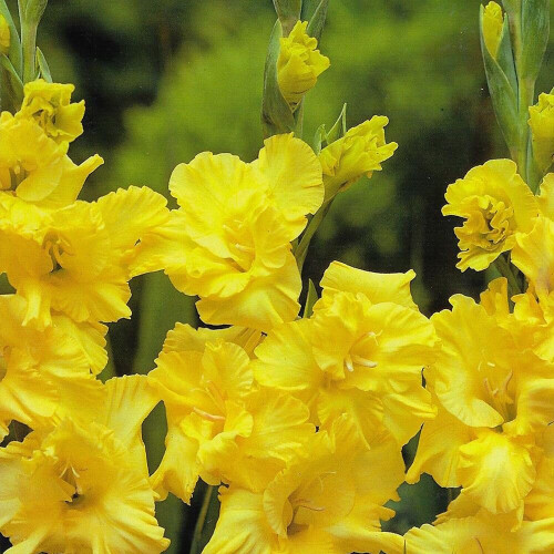 (50) CHARISMA (YELLOW)  GLADIOLI LARGE FLOWERED 2