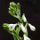 (12) GALTONIA CANDICANS SUMMER HYACINTH 2