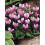 (3) CYCLAMEN HEDERIFOLIUM 1