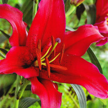 (3) APRILIA Oriental Lily