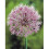 (1) Allium Bulbs STIPITATUM 1