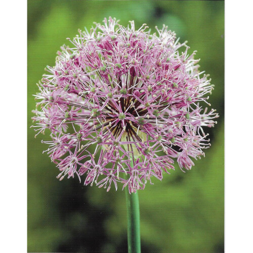 (1) Allium Bulbs STIPITATUM