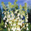 (12) GALTONIA CANDICANS SUMMER HYACINTH 3