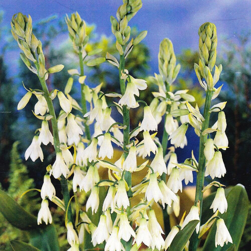 (3) GALTONIA CANDICANS SUMMER HYACINTH 2