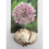 (1) Allium Bulbs STIPITATUM 2