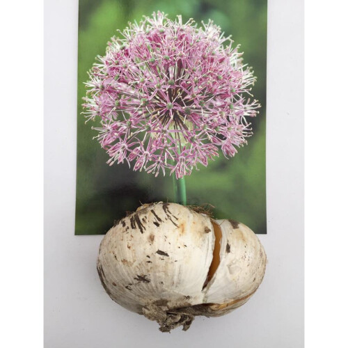 (1) Allium Bulbs STIPITATUM 1