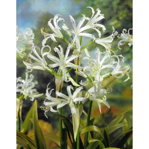 (6) NERINE BOWDENII ALBA 1