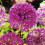 (1) Allium Bulbs STIPITATUM 3