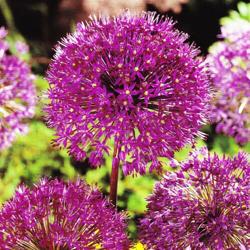 (1) Allium Bulbs STIPITATUM 2